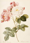 Christie's Images art print
