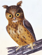 William Lewin art print