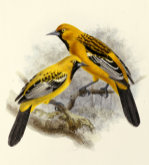 J.G. Keulemans art print