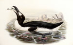 John Gould art print