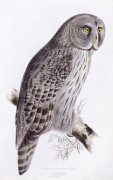 John Gould art print