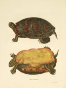John Edwards Holbrook art print
