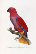 Francois Le Vaillant art print