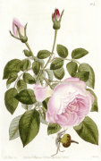 Christie's Images art print