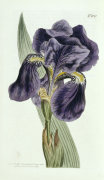 William Curtis art print