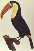 Francois Le Vaillant art print