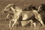 Wendy Caro art print