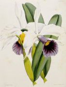 William Curtis art print