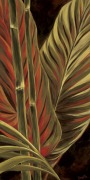 Yvette St. Amant art print