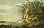 John James Audubon art print