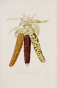 Christie's Images art print