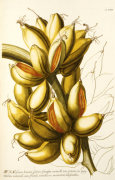 Georg Dionysus Ehret art print