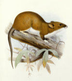 J.G. Keulemans art print