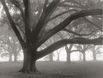 William Guion art print