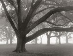 William Guion art print