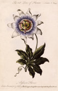 Thomas Parkinson art print