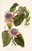 Mary Lawrence art print