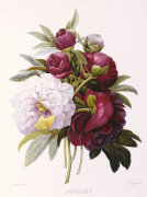 Pierre Joseph Celestin Redout� art print