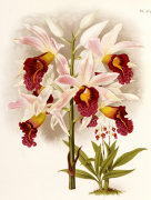 Christie's Images art print