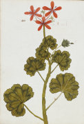 Christie's Images art print