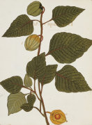 Christie's Images art print