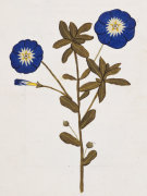 Christie's Images art print