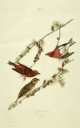 John James Audubon art print