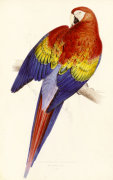 Edward Lear art print