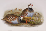 John Gould art print