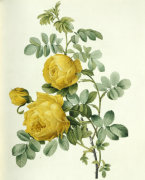 Joseph Redoute art print