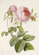 Pierre Joseph Celestin Redout� art print