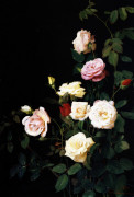 Roses giclee art print