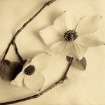 Heather Johnston art print