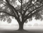 William Guion art print
