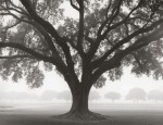 William Guion art print