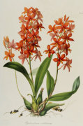 John Lindley art print