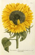 Johann Wilhem Weinmann art print