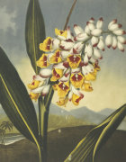 Christie's Images art print