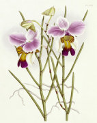Christie's Images art print