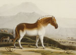 Samuel Daniell art print