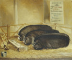 John Vine Of Colchester art print