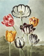 Robert John Thornton art print