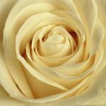 Andrea Tilk art print