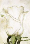 Heidi Gerstner art print