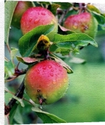 Anonymous art print - Apples poster