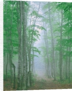 Anonymous art print - Beach Wood Japan poster