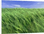 Anonymous art print - Cornfield poster