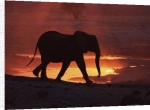Anonymous art print - Elephant Sunset poster