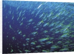 Anonymous art print - Fish poster