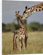 Anonymous art print - Giraffe poster